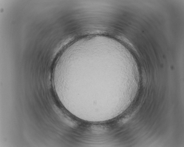 X0000068770490200605262210