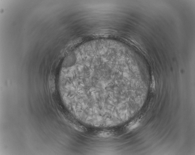 X0000068770504200605262209