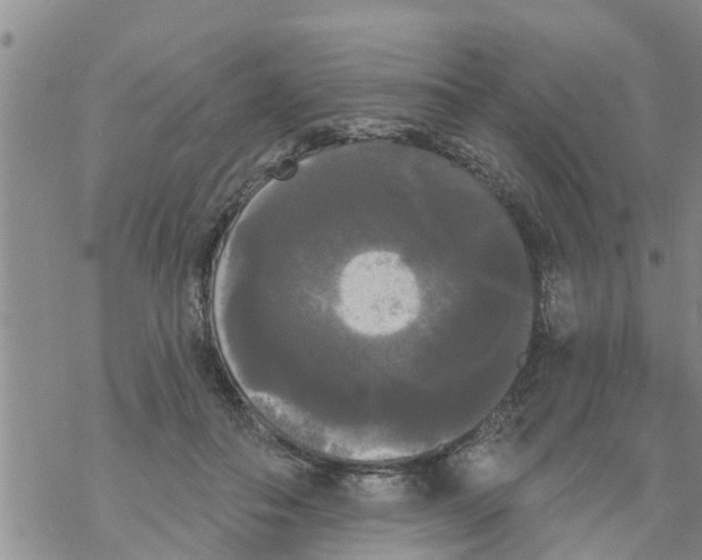 X0000068770506200605262209