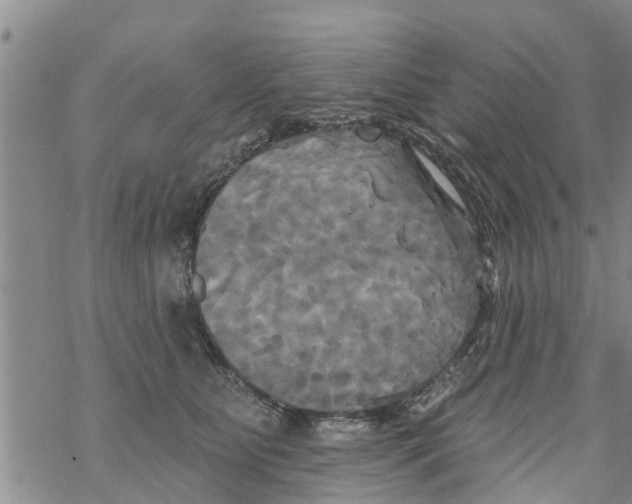 X0000068770515200605262209