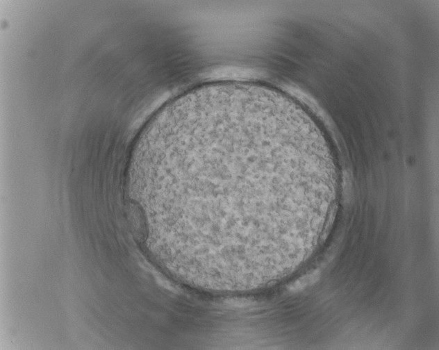 X0000068770529200605262208