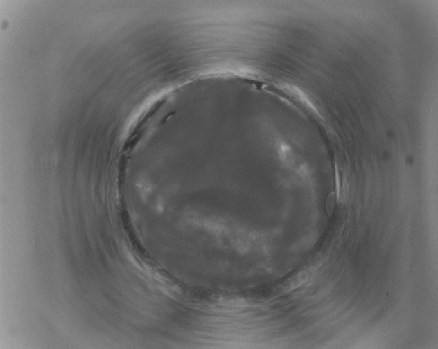 X0000068770531200605262208