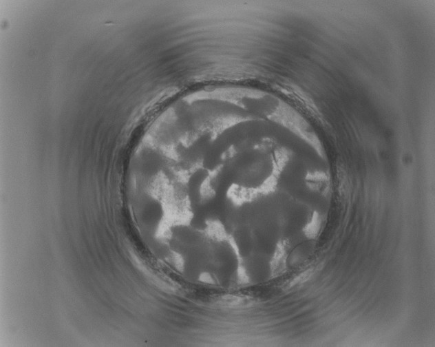 X0000068770542200605262208