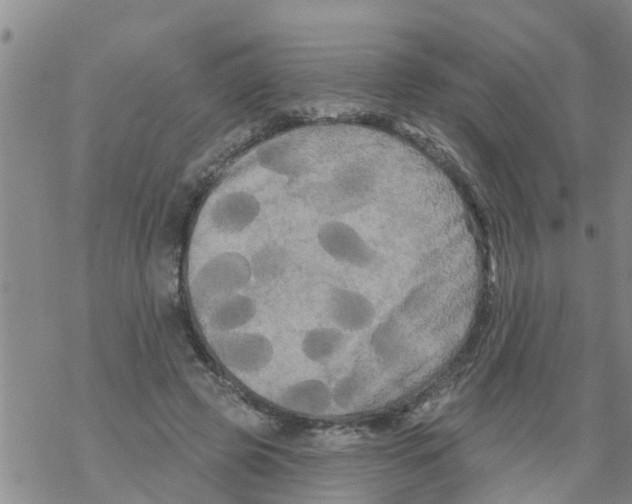 X0000068770545200605262209