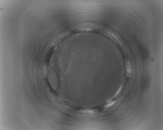 X0000068770551200605262209