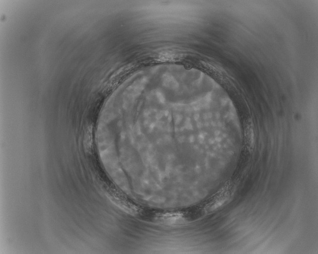 X0000068770554200605262209