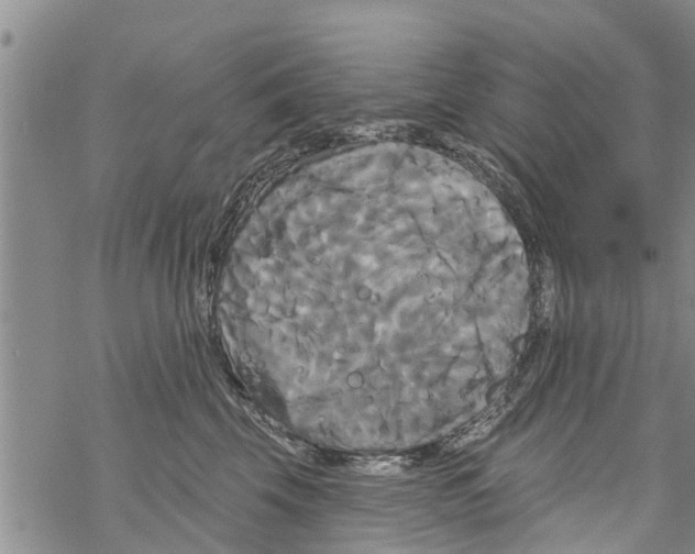 X0000068770569200605262209