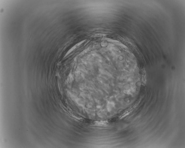 X0000068770573200605262209