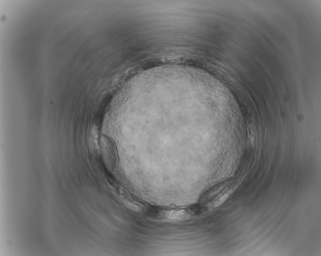 X0000068770575200605262209