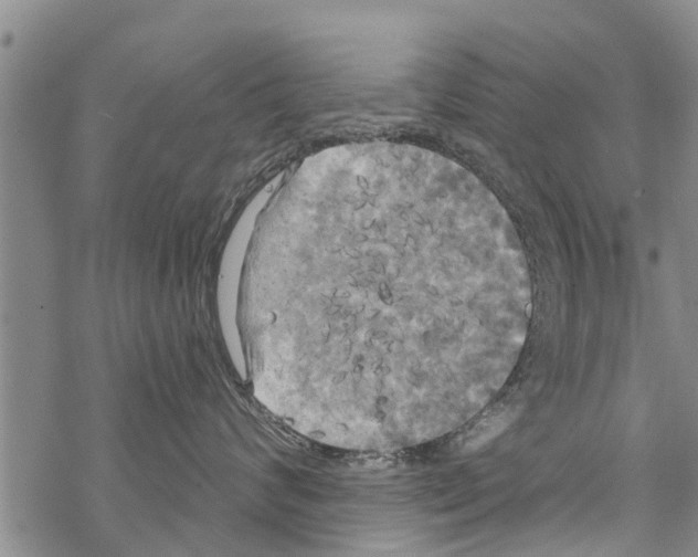 X0000068770624200605262207