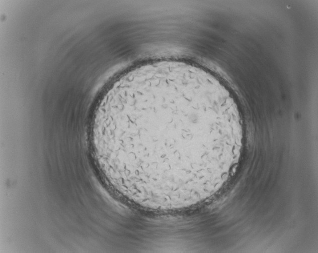 X0000068770629200605262207