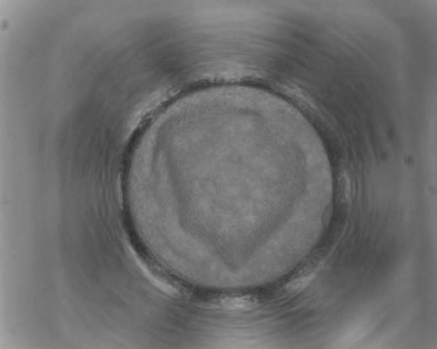 X0000068770638200605262207