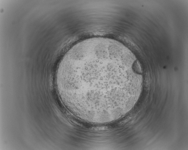 X0000068770639200605262207