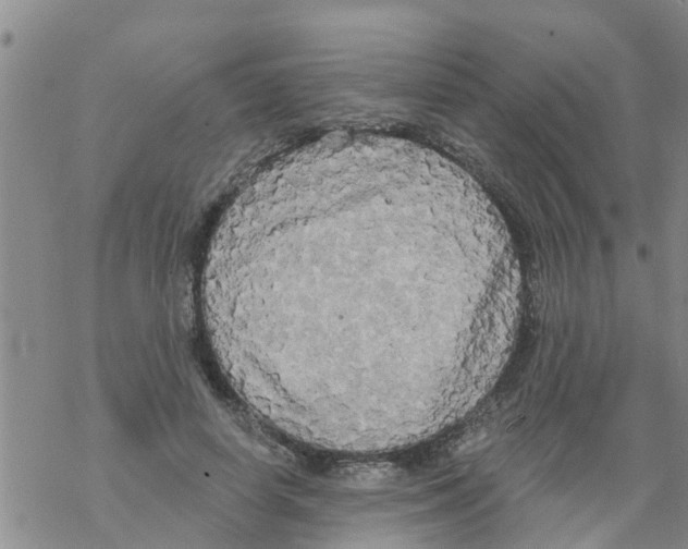 X0000068770642200605262207