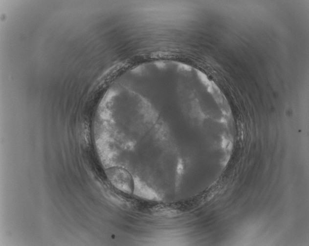 X0000068770648200605262207