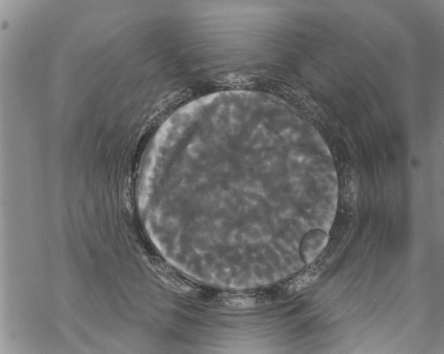 X0000068770658200605262207