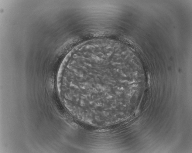 X0000068770691200605262206