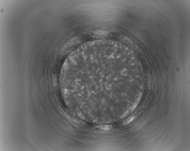 X0000068770711200605262206