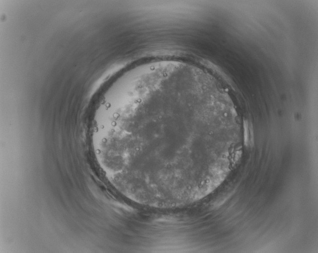 X0000068770723200605262205