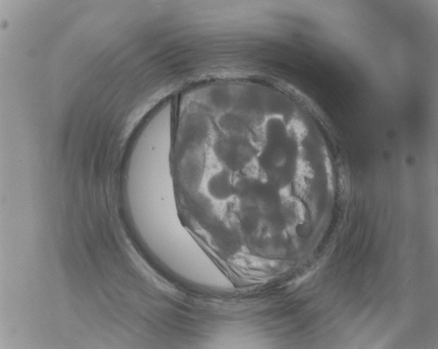 X0000068770725200605262205