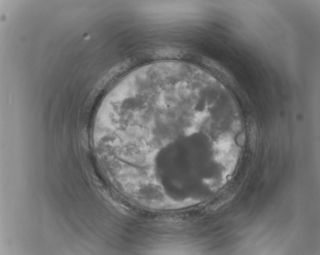 X0000068770729200605262205