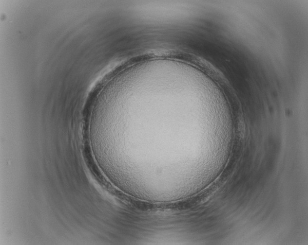 X0000068770730200605262205