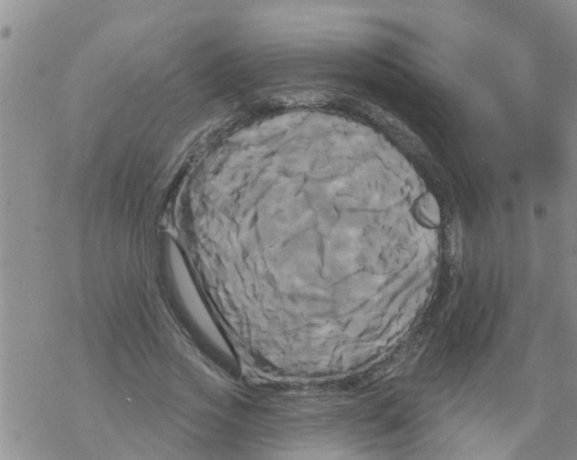 X0000068770733200605262205