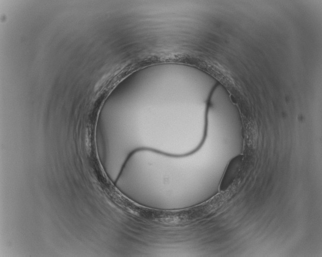 X0000068770740200605262205