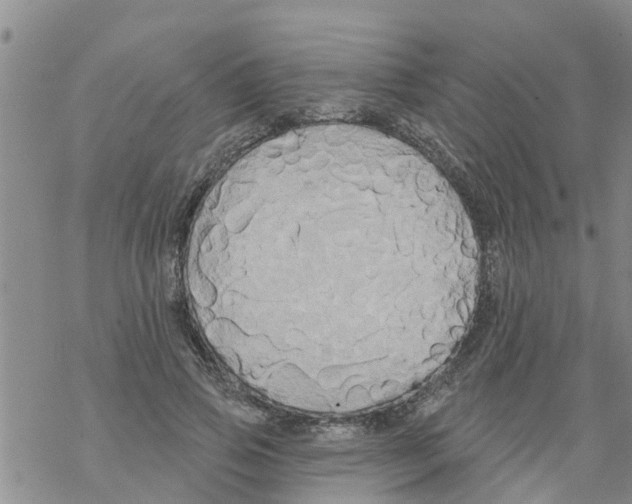 X0000068770741200605262205