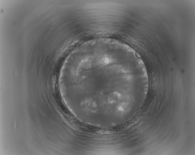 X0000068770742200605262205