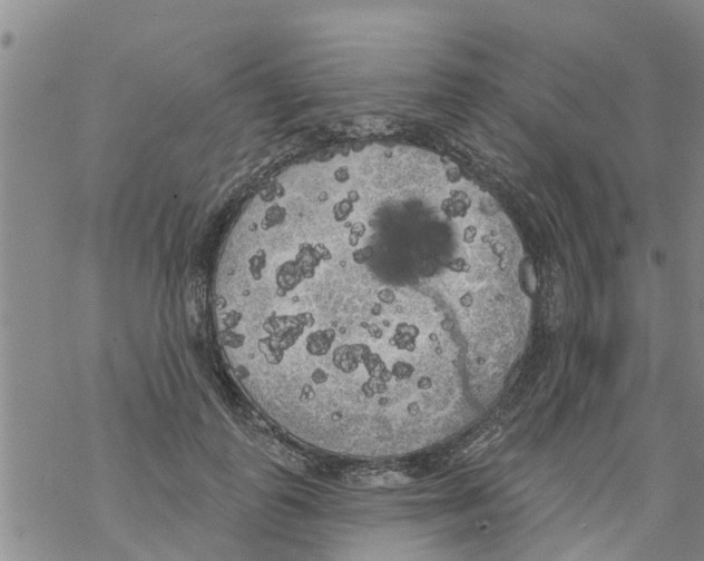 X0000068770747200605262206