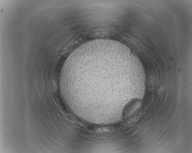 X0000068770751200605262206