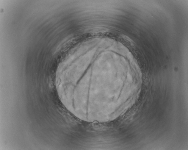 X0000068770774200605262205