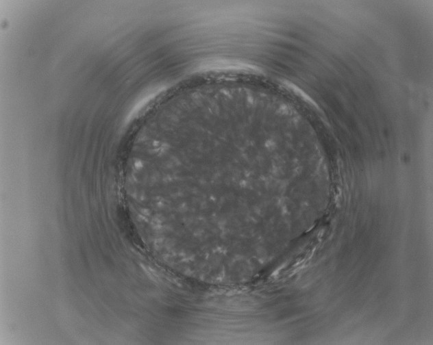 X0000068770775200605262205