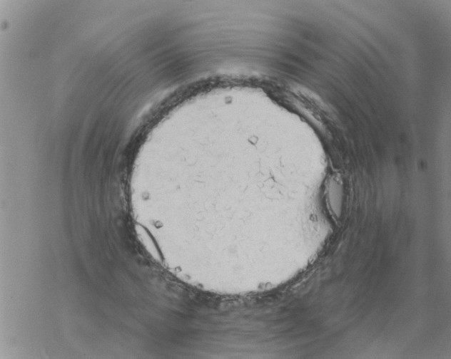 X0000068770776200605262205