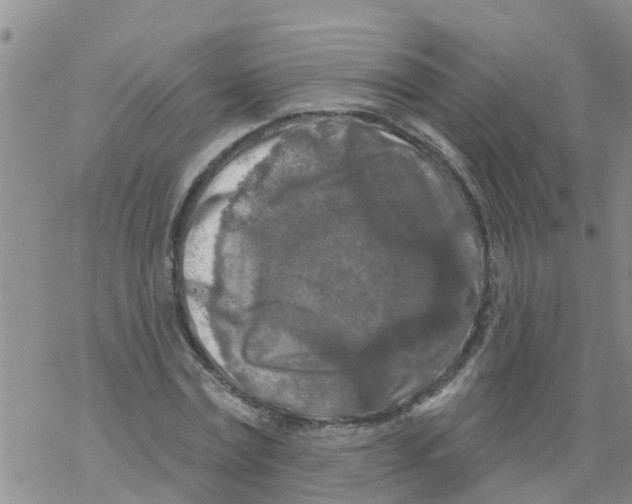 X0000068770779200605262205