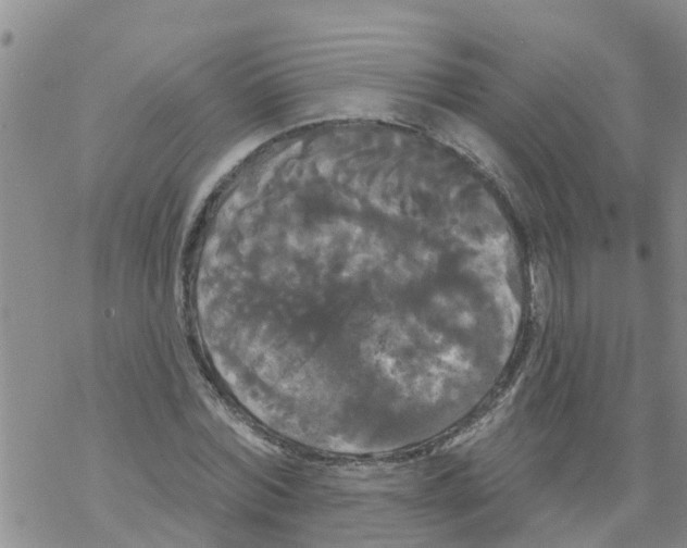 X0000068770780200605262205