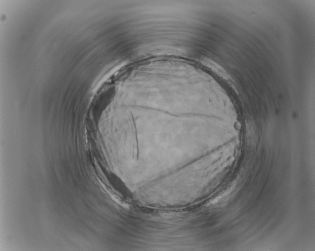 X0000068770782200605262205