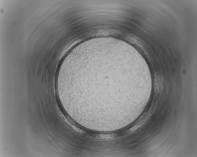 X0000068770794200605262205