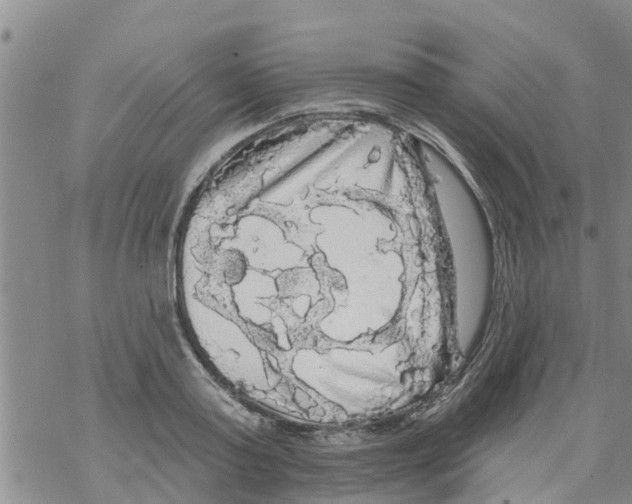 X0000068770795200605262205