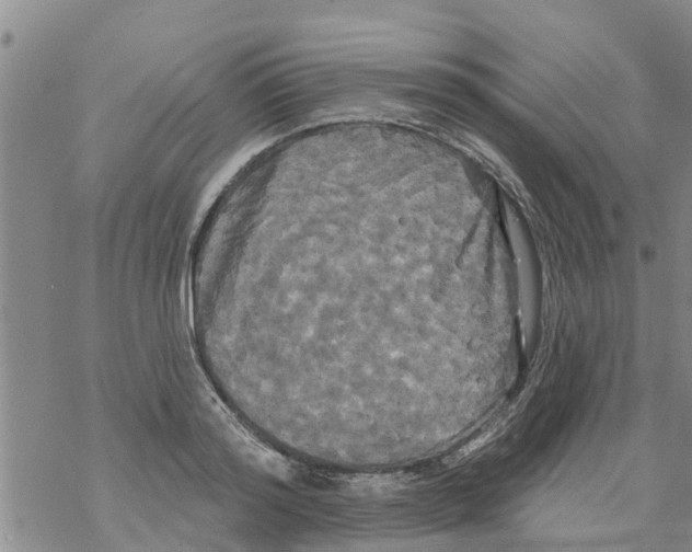 X0000068770796200605262205