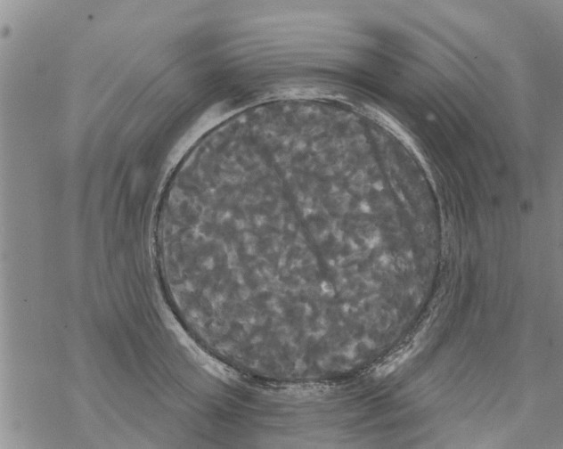 X0000068770803200605262205