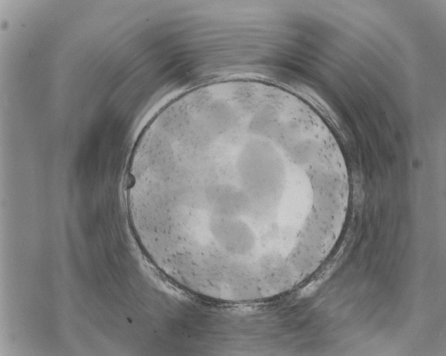 X0000068770814200605262204