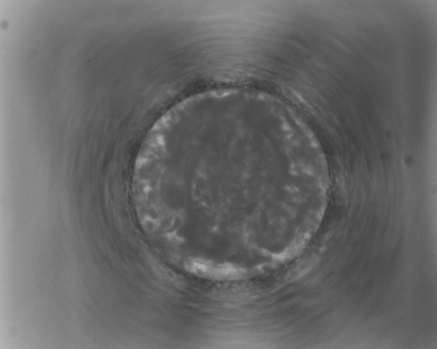 X0000068770817200605262204