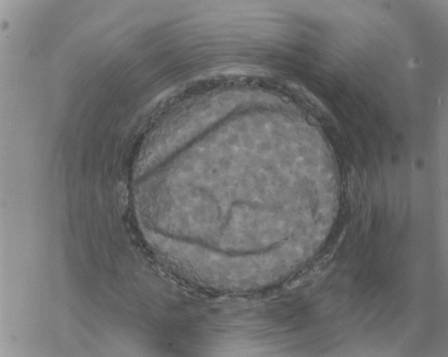 X0000068770821200605262204