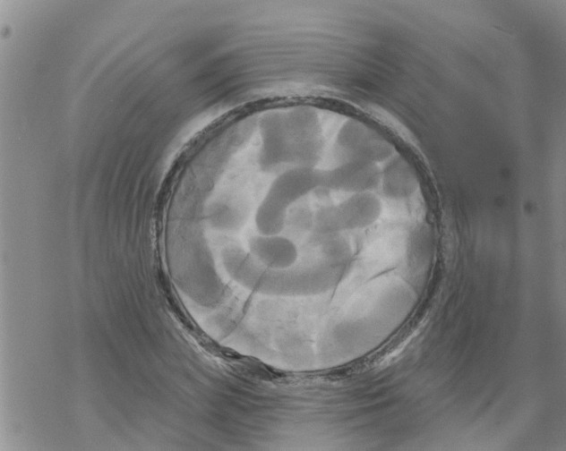 X0000068770831200605262204