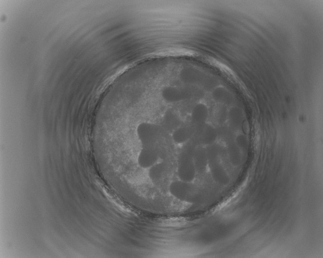 X0000068770833200605262204