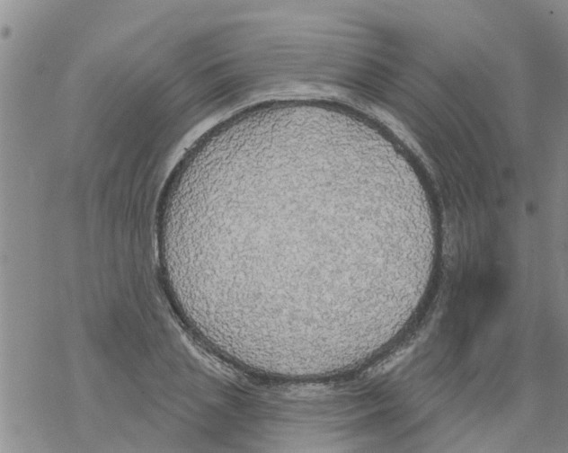 X0000068770837200605262204