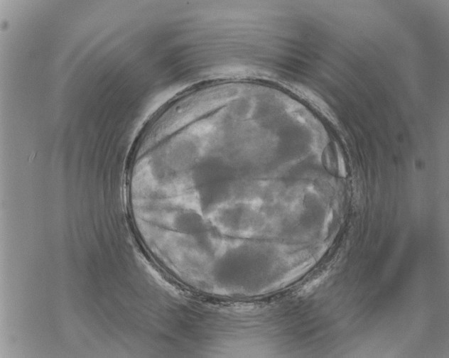 X0000068770839200605262204