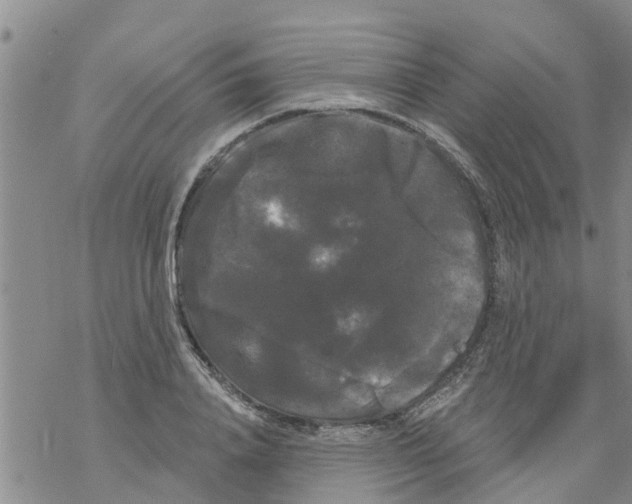 X0000068770840200605262204